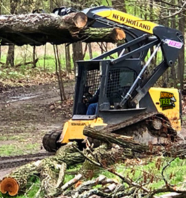 Amish Tree Service, tree cutting, tree trimming, tree removal, live edge slab, custom hard wood, John Mast Ohio Massillon