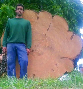 Amish Tree Service, tree cutting, tree trimming, tree removal, live edge slab, custom hard wood, John Mast Ohio Massillon