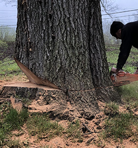 Amish Tree Service, tree cutting, tree trimming, tree removal, live edge slab, custom hard wood, John Mast Ohio Massillon