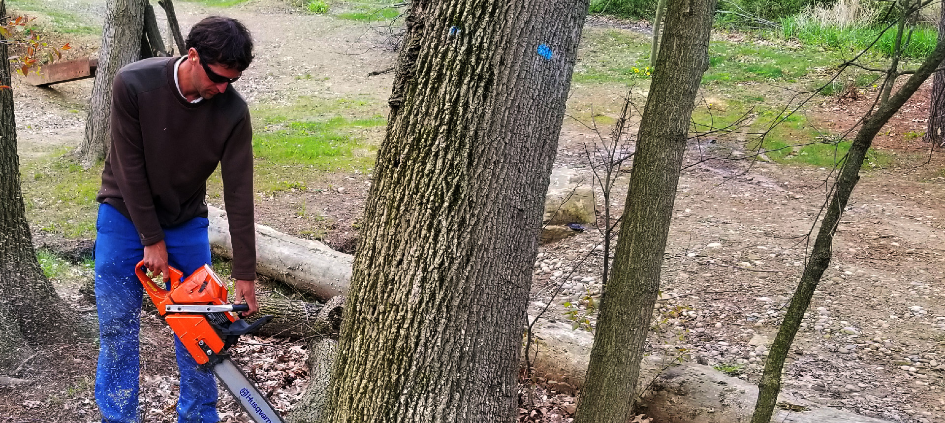 tree cutting, tree trimming, tree removal, live edge slab, custom hard wood, john mast ohio amish tree services