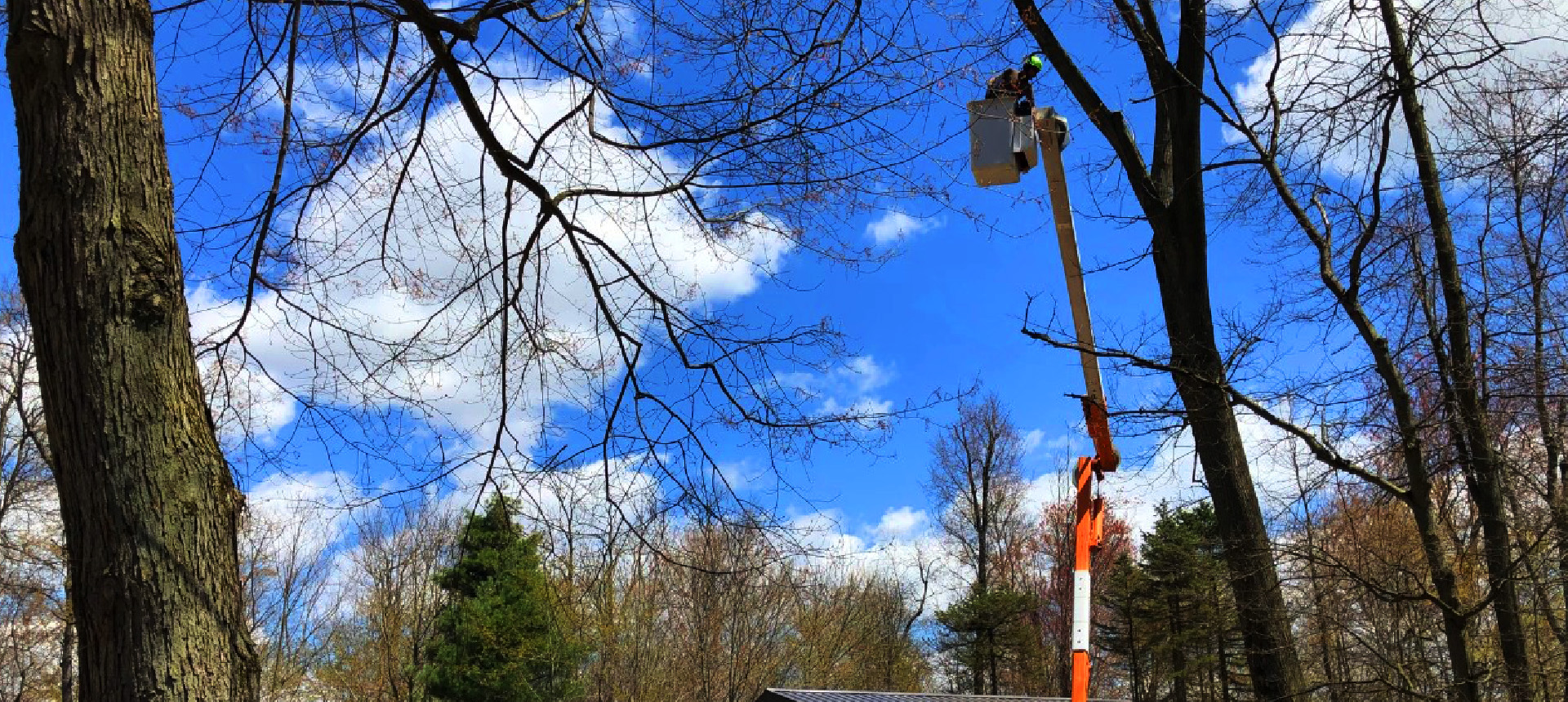 tree cutting, tree trimming, tree removal, live edge slab, custom hard wood, john mast ohio amish tree services