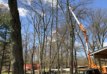 Amish Tree Service, tree cutting, tree trimming, tree removal, live edge slab, custom hard wood, John Mast Ohio Massillon